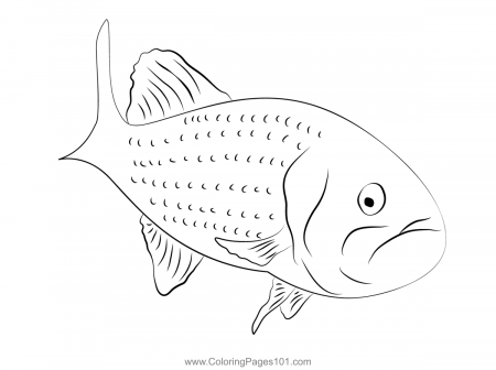 Largemouth Bass Coloring Page for Kids - Free Basses Printable Coloring  Pages Online for Kids - ColoringPages101.com | Coloring Pages for Kids