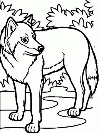 Arctic Wolf Drawing - ClipArt Best | Wolf colors, Horse coloring pages,  Animal coloring pages