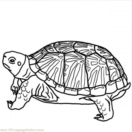 turtle and baby colouring pages - Clip Art Library