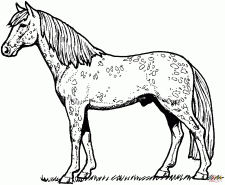 Amazing of Grazzing Mare Horse And Filly Coloring Page On #351