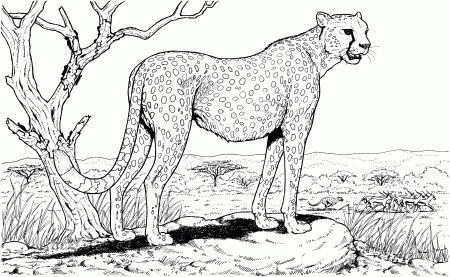 Cheetah Wild Animals Coloring Pages - Coloring Pages For All Ages