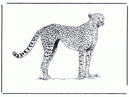 Cheetah coloring page - Animals Town - animals color sheet ...