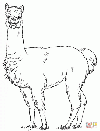 Alpaca coloring pages | Free Coloring Pages