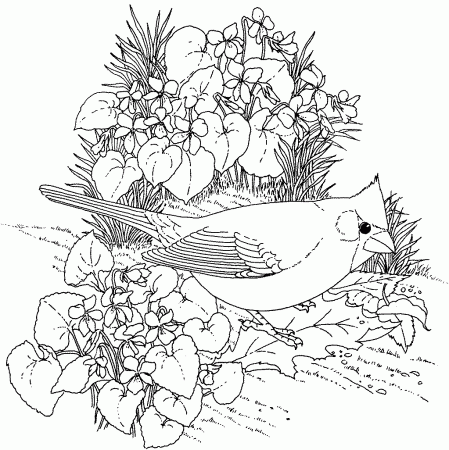 Cardinals Coloring Pages For Adults - Coloring Pages For All Ages