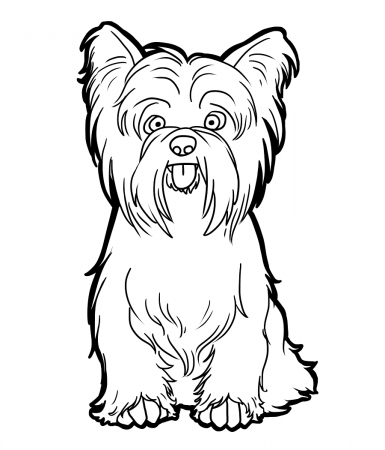 Yorkshire Terrier coloring page