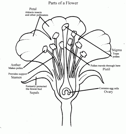 Parts Of A Flower Coloring Page