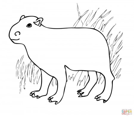 Capybara from South America coloring page | Free Printable ...