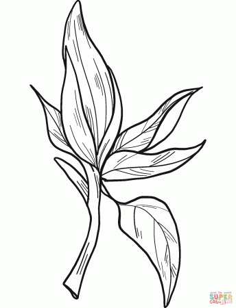 Magnolia Flower coloring page | Free Printable Coloring Pages
