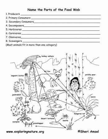 Configuration Free Coloring Pages Of Food Chain Activitiese ...