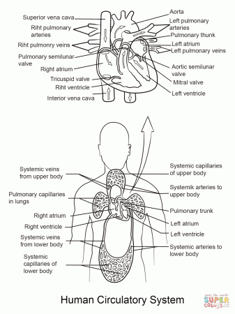 Human Circulatory System coloring page | Free Printable Coloring Pages