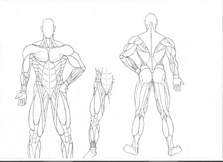 Free Muscular System Coloring Pages, Download Free Clip Art ...