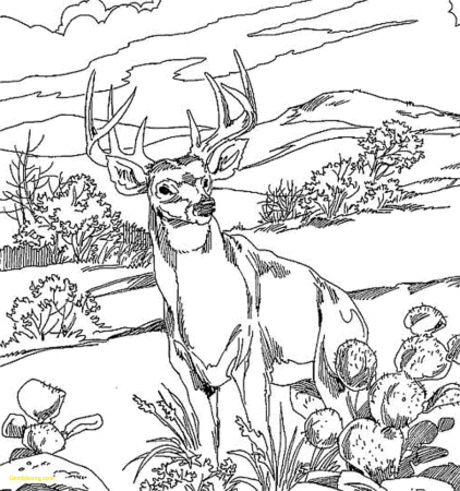 23 Incredible Wild Animal Coloring Pages For Adults Picture Ideas –  Slavyanka