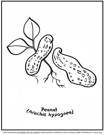 Peanut.jpg (JPEG Image, 1236x1600 pixels) | Coloring pages, Free coloring  pages, Fall arts and crafts