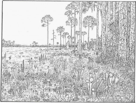 Category: Nature Coloring Pages Adults ›› Page 0 | Kids Coloring