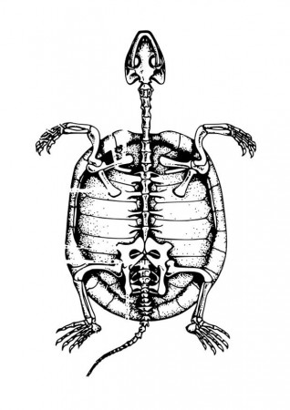 Coloring page skeleton of tortoise - img 22750.
