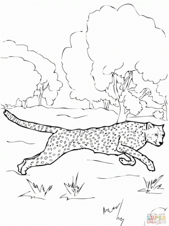Cheetah Coloring Page Coloring Pages 256458 Cheetah Coloring Pages