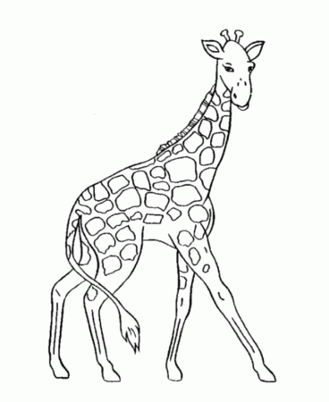 Cute Giraffe Coloring Pages