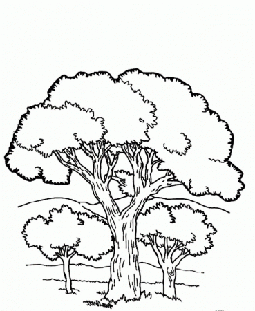 Download A View Of Trees And Beautiful Mountain Coloring Pages Or 