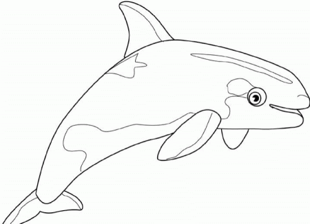 humpback whale coloring page : Printable Coloring Sheet ~ Anbu 