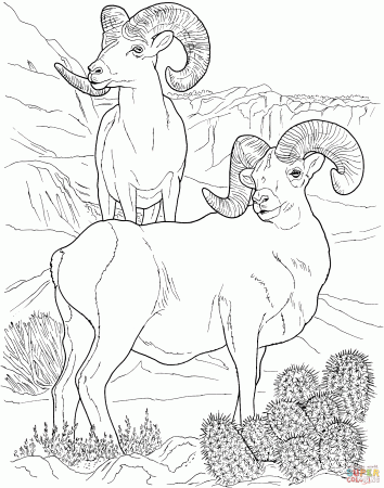 Rocky Mountain Bighorn Sheep coloring page | Free Printable ...