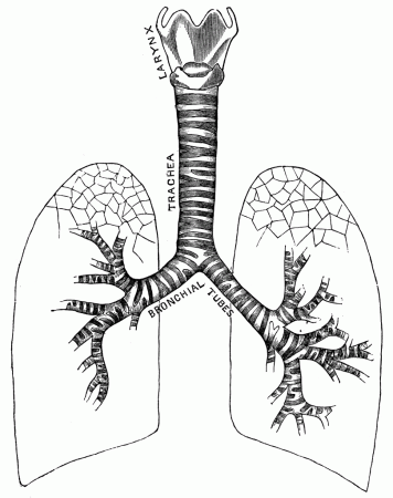 lungs coloring - Clip Art Library