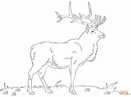 Bull Elk Coloring Pages Printable - Coloring Pages For All Ages