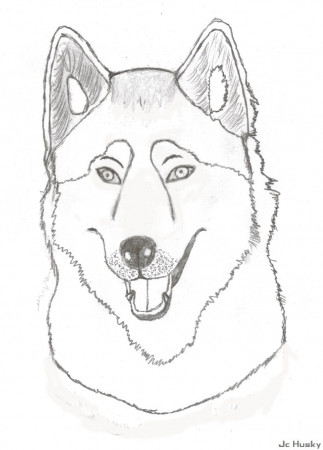 Husky Face Coloring Page - HiColoringPages