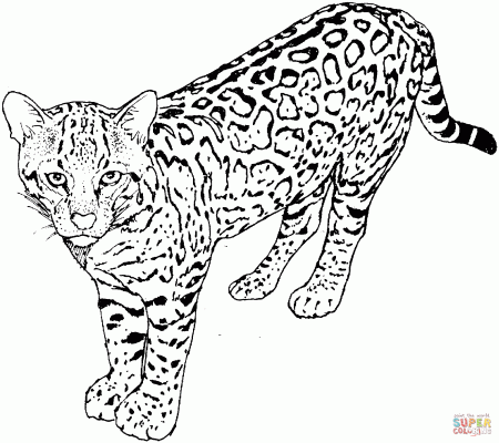 Leopard Coloring Pages - GetColoringPages.com