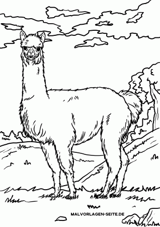 Coloring page alpaca / llama - animals - free coloring pages
