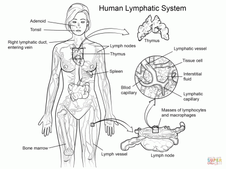 Lymphatic System coloring page | Free Printable Coloring Pages | Lymphatic  system, Lymphatic system anatomy, Lymphatic system worksheet