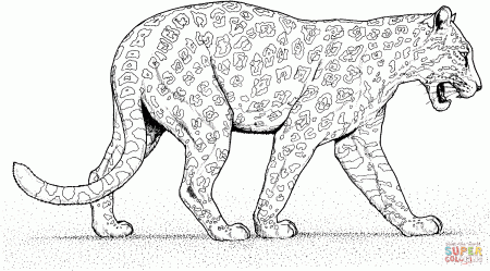 Baby Leopard Coloring Page | Coloring Online