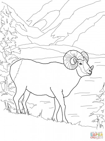 Argali Mountain Sheep coloring page | Free Printable Coloring Pages