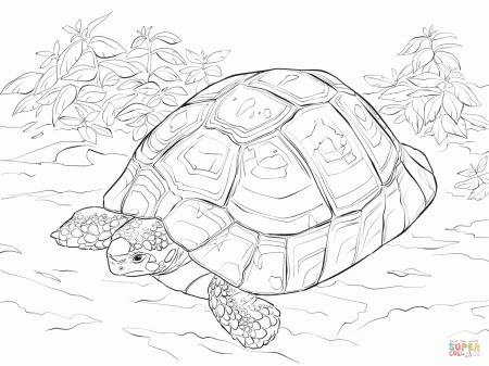 Horsfields Tortoise coloring page | Free Printable Coloring Pages