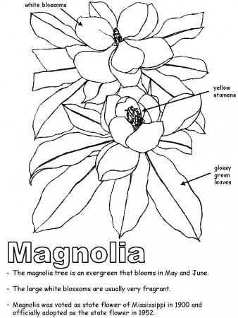 Magnolia with labels | Coloring pages, Flower coloring pages, Flag coloring  pages