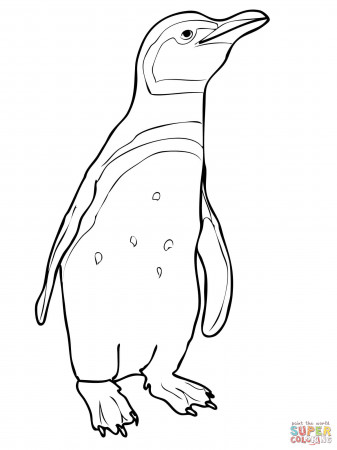 Magellanic Penguin coloring page | Free Printable Coloring Pages