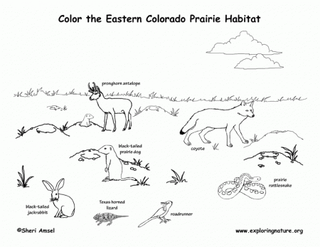 9 Pics of Prairie Dog Coloring Page Animals - Prairie Animals ...