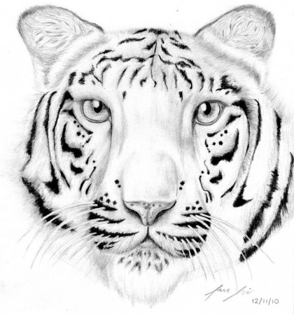 Coloring Pictures Of White Tigers - High Quality Coloring Pages
