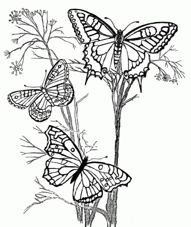 Butterflies-Children's Poem & Coloring Page | Proclaimers for 
