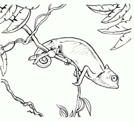 Chameleon Coloring Pages Printable For Download - Kids Colouring Pages