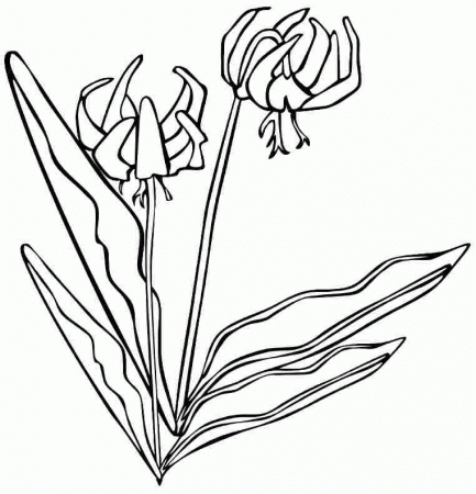 Coloring Pages Lily Flowers Printable For Kids 20456#
