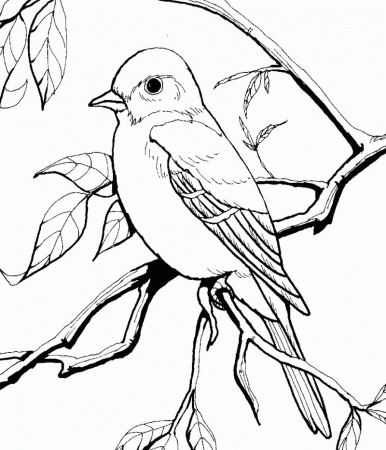 mockingbird Colouring Pages (page 2)