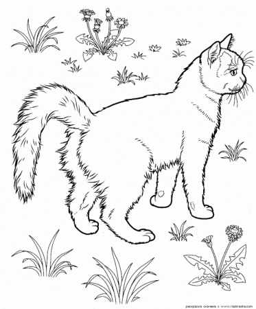 Tabby Cat Colouring Pages Page Tabby Cat Coloring Pages 270725 