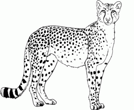 Cheetah Images for Coloring | Coloring