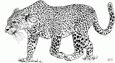Leopard 6 coloring page | Free Printable Coloring Pages