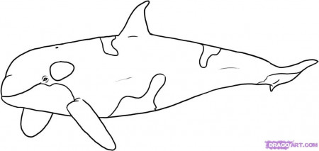 Printable Killer Whale Coloring Pages - Toyolaenergy.com