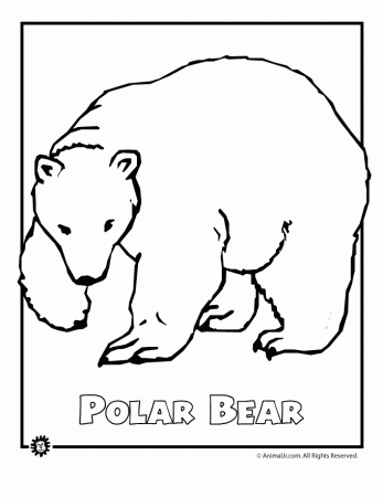 Arctic Animal - Coloring Pages for Kids and for Adults