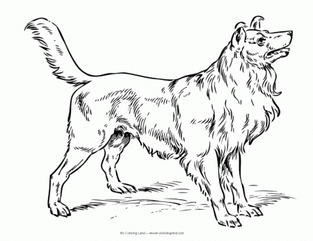 printable realistic dog coloring pages - Clip Art Library