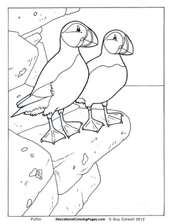 puffin coloring page - Clip Art Library