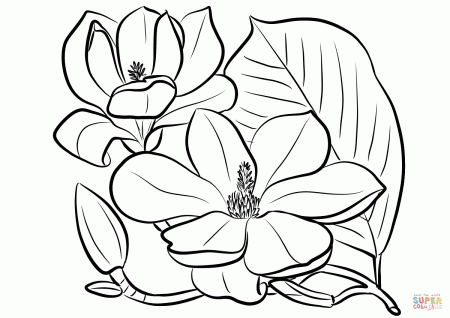 Southern Magnolia coloring page | Free Printable Coloring Pages | Coloring  pages, Flower coloring pages, Flower art painting