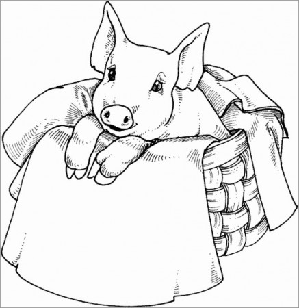 Baby Pig Coloring Page - ColoringBay